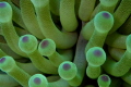   Condylactis Anemone Playa del Carmen  